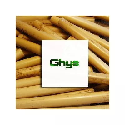 Ghys canes